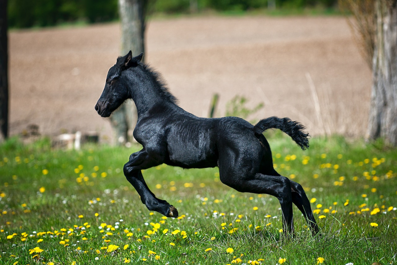 Hoeveel kost een paard? | Hoeveel kost