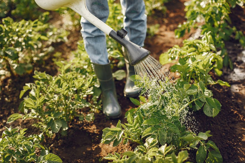 moestuin water geven met gieter